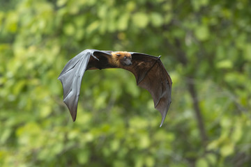 ฺBat flying in nature