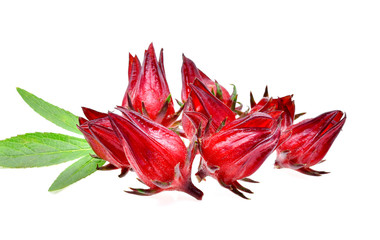 Hibiscus sabdariffa or roselle fruits on white background