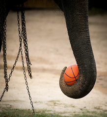 Chained elephant 