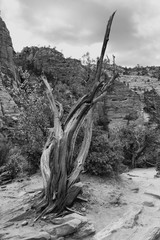 Juniper in black and white