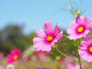 Fototapeta premium pink cosmos blooming over clear blue sky