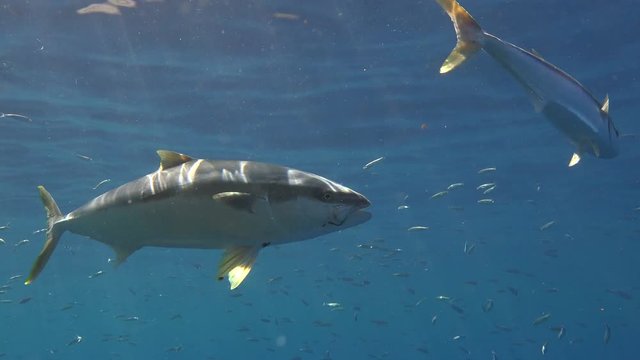 Увлекательные подводные погружения в Тихом океане у острова Гуадалупе. Мексика.