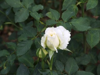 rose flower in garden