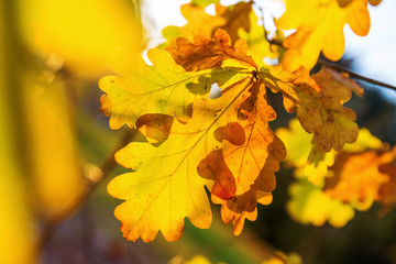 autumnal oak leaves glowing in sunlight