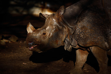 Fototapeta premium Rhinoceros 2