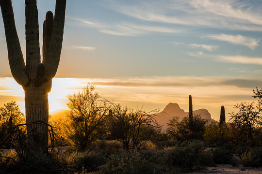 Safford Peak Bathed in Golden Light Before Sunset, Saguaro National Park West