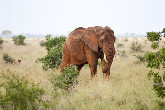 Red elephant in the savannah