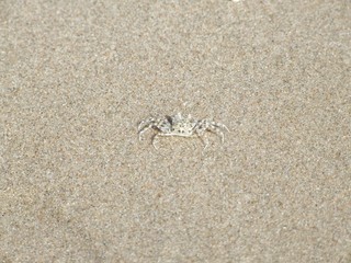 tiny Ghost crab