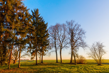 rural landscape with trees at sunset
