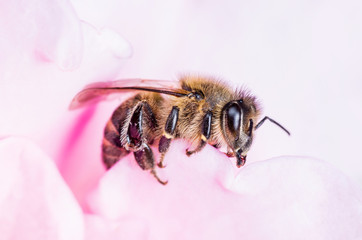 Bee Pollinating Pink Rose
