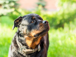 Rottweiler Dog Portrait