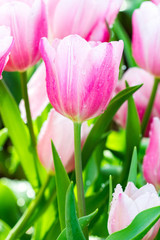 pink tulip