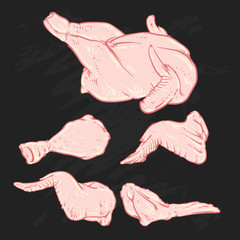 Cut of meat set. Hand drawn Chicken on black background. Drawing