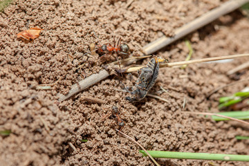 ants and deat insect