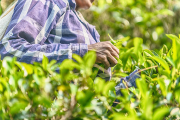 Sri Lanka: collection of tea in tea plantation
