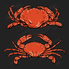 Crab drawing on black background. Hand drawn outline seafood ill