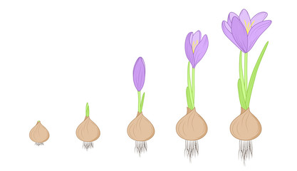 Crocus flower evolution germination life cycle stages. Growth concept from corm bulb to plant. Purple, green, brown isolated on white background. Detailed vector design illustration.