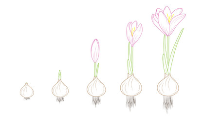 Flowering plant germination growth concept vector design illustration. Crocus evolution from corm bulb to flower. Detailed outline sketch vector design illustration. Purple, green, brown.