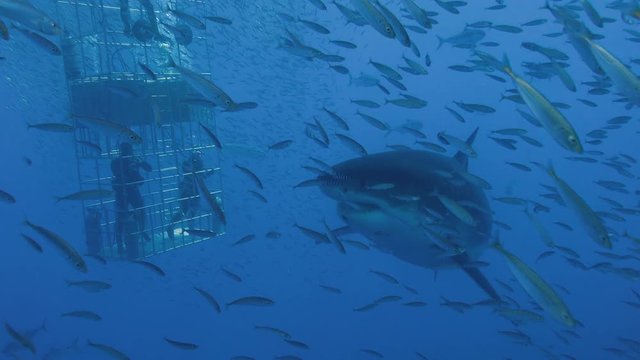 Увлекательные подводные погружения с Большими белыми акулами  в Тихом океане у острова Гуадалупе. Мексика.