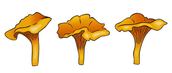 Vector chanterelles on white background, icon set of mushrooms chanterelles with outline, cartoon illustration, print design © Juliafdt