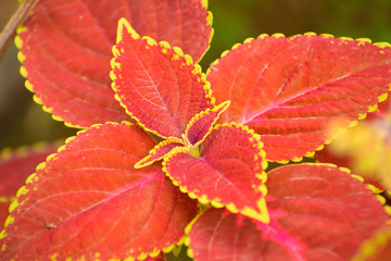 Red coleus leaves