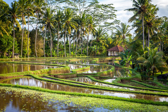 bali Villa in ubud surrounded by Rice terraces