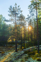 morning sun in the coniferous forest