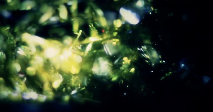 Light Leaks Element 313