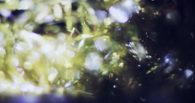 Light Leaks Element 315