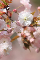 Fototapeta premium 八重桜