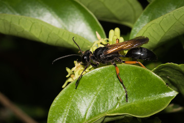 This is a photo of one kind of bee, was taken in XiaMen botanical garden, China.