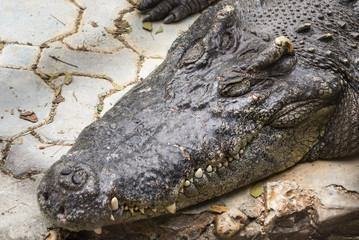 Saltwater crocodile in pond