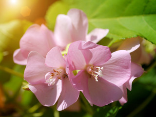 Pink Dombeya flower. (Dombeya elegans)