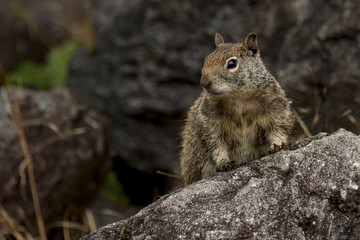 Curious squirrel on a rock