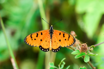 Closeup butterfly