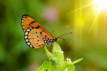 Closeup butterfly