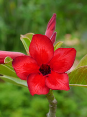 Adenium obesum (Desert Rose)