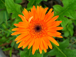 Orange gerbera daisy in the garden