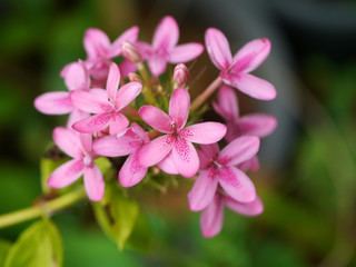 Obraz na płótnie Canvas Pink flower in the garden.