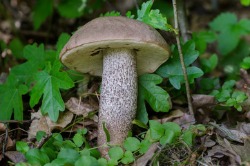 mushroom