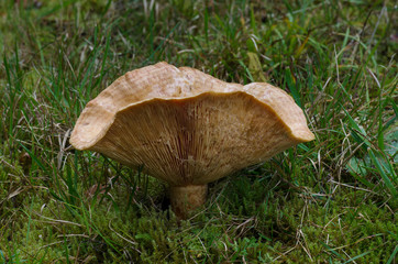mushroom