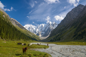 Wild horses on a sunny meadow in the mountains. Herd of horses grazing in picturesque mountains in...