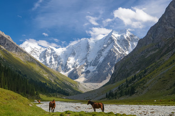 Wild horses on a sunny meadow in the mountains. Herd of horses grazing in picturesque mountains in Tian Shan mountain, Karakol, Kyrgyzstan, Jety-Oguz, Central Asia.  - obrazy, fototapety, plakaty