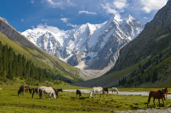 Fototapeta Wild horses on a sunny meadow in the mountains. Herd of horses grazing in picturesque mountains in Tian Shan mountain, Karakol, Kyrgyzstan, Jety-Oguz, Central Asia. 