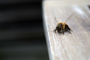 Close up of a curious bee in the human world