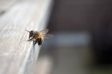 Close up of a curious bee in the human world