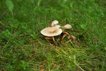 Mushrooms in lawn - obrazy, fototapety, plakaty