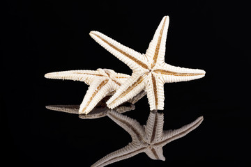 Sea stars isolated on black background , reflection