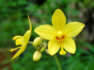 Fototapeta premium Ground orchids flower