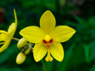 Ground orchids flower